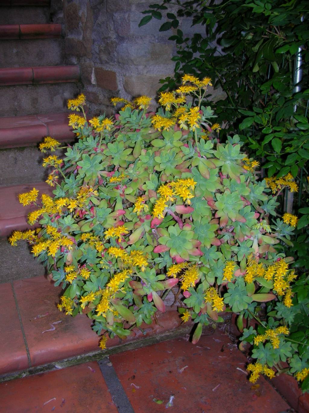 Sedum palmeri